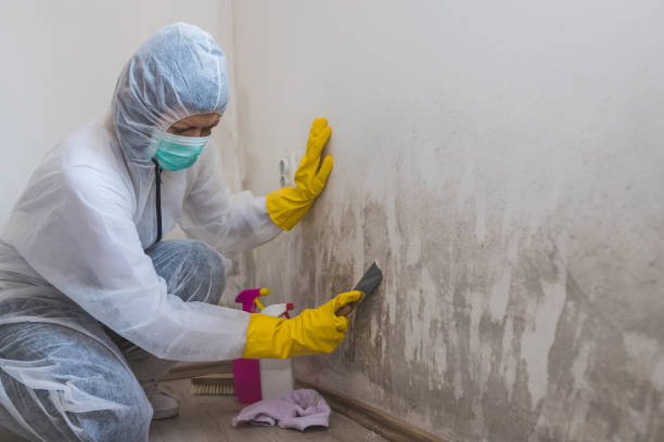 Best Attic Mold Remediation in Des Allemands, LA
