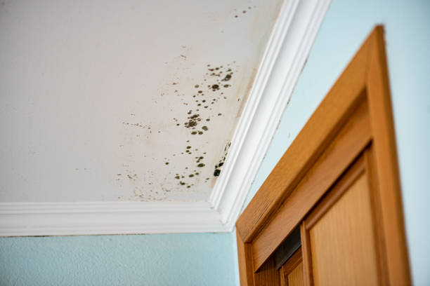 Best Health and Safety Mold Remediation in Des Allemands, LA