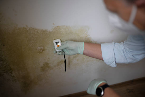 Best Preventive Mold Services in Des Allemands, LA