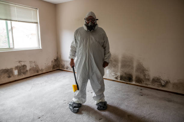 Trusted Des Allemands, LA Mold Remediation Experts