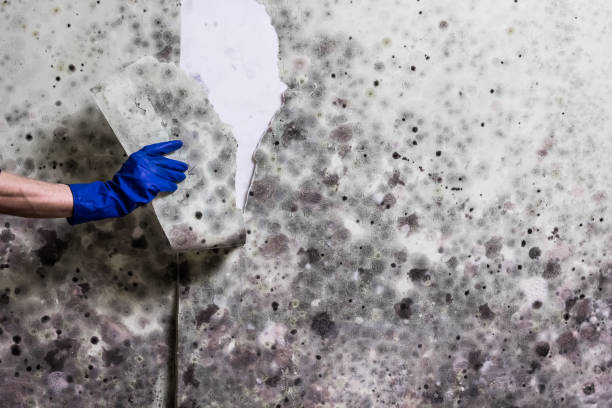 Best DIY Mold Remediation Support Services in Des Allemands, LA